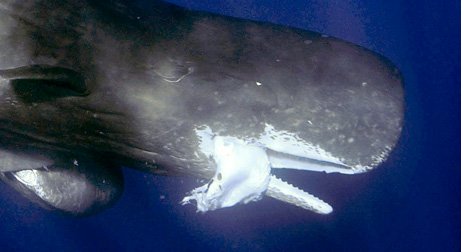 091030-02-whale-eating-jumbo-squid_big