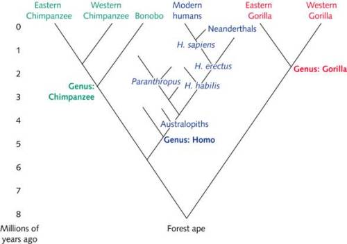 ape-phylogeny.jpg